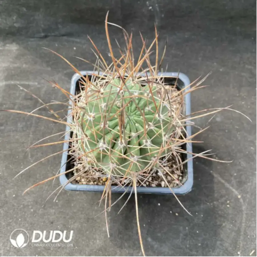 1-1945.webp Cactus-Echinopsis ferox - Image 1