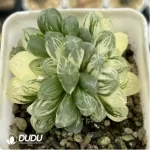 Haworthia Cooperi sp Suzhou cluster Variegated Double Head