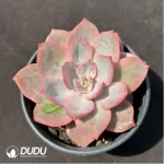 Echeveria Pink Harry