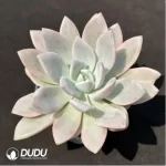 Graptoveria 'Opalina'variegated