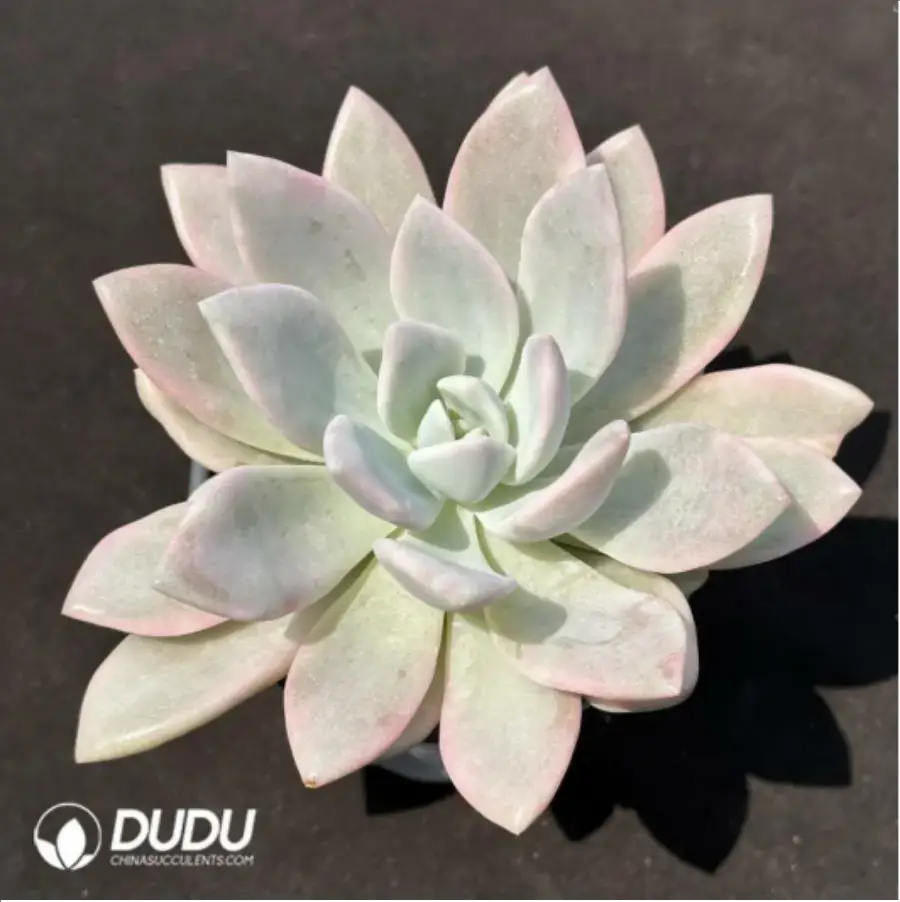 1-1968.webp Graptoveria 'Opalina'variegated - Image 1