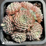 Echeveria Blue Minima Clustering