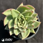 Echeveria 'Ek Soul' Variegated