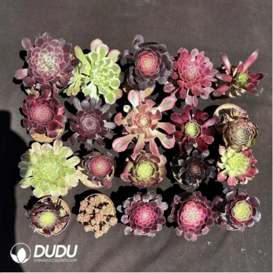 1-1988.webp Aeoniums Random Collocation 12pcs - Image 1