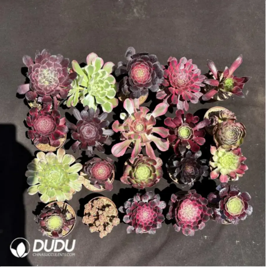 1-1990.webp Aeoniums Collocation 20pcs - Image 1