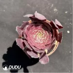 Aeonium Black Lori