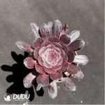 Aeonium Dark goddess