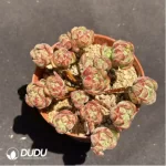 Aeonium Little Fox Clustering