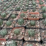 Euphorbia-Horrida Boiss