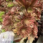 Aeonium Pink Cloud Clustering