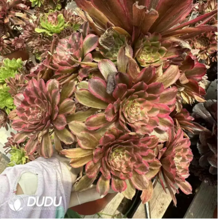 1-2003.webp Aeonium Pink Cloud Clustering - Image 1