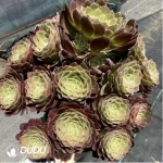 Aeonium kaleidoscope Clustering