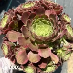 200MM Aeonium Halloween Variegated Clustering