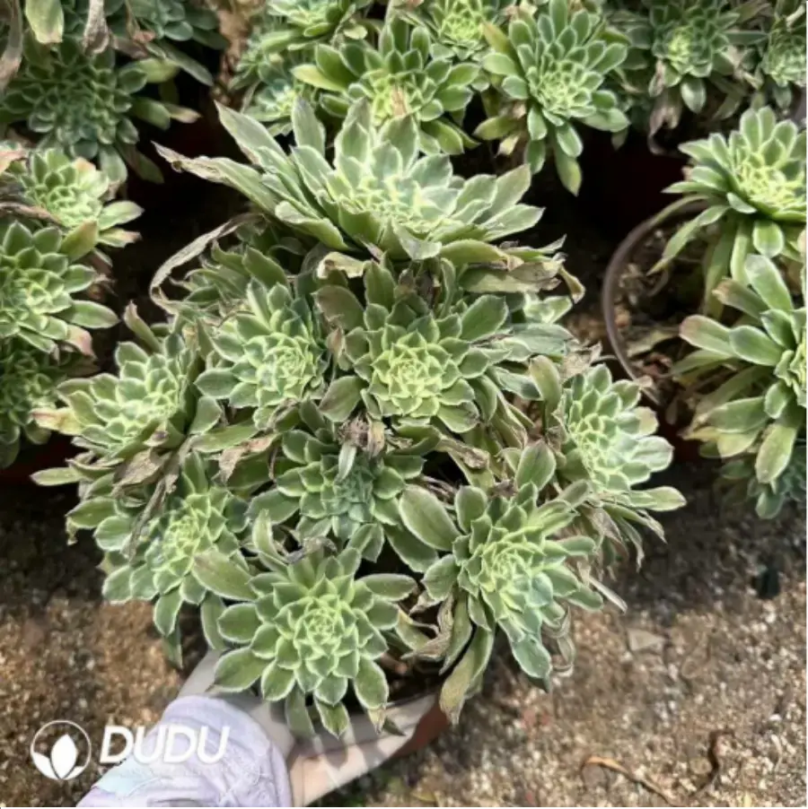 1-2011.webp Aeonium Bilang Variegated Clustering - Image 1