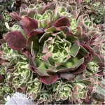 Aeonium Baifeng Variegated Clustering
