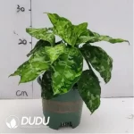 1.3/Pcs Aglaonema pictum Tricolour Seedling(100Pcs??
