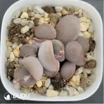 Adromischus Dumpling