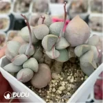 Adromischus Pink Snow Eggs Clustering