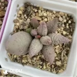 Adromischus Ice cream