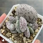 Adromischus Hallii Hyb