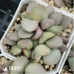 Adromischus Glass