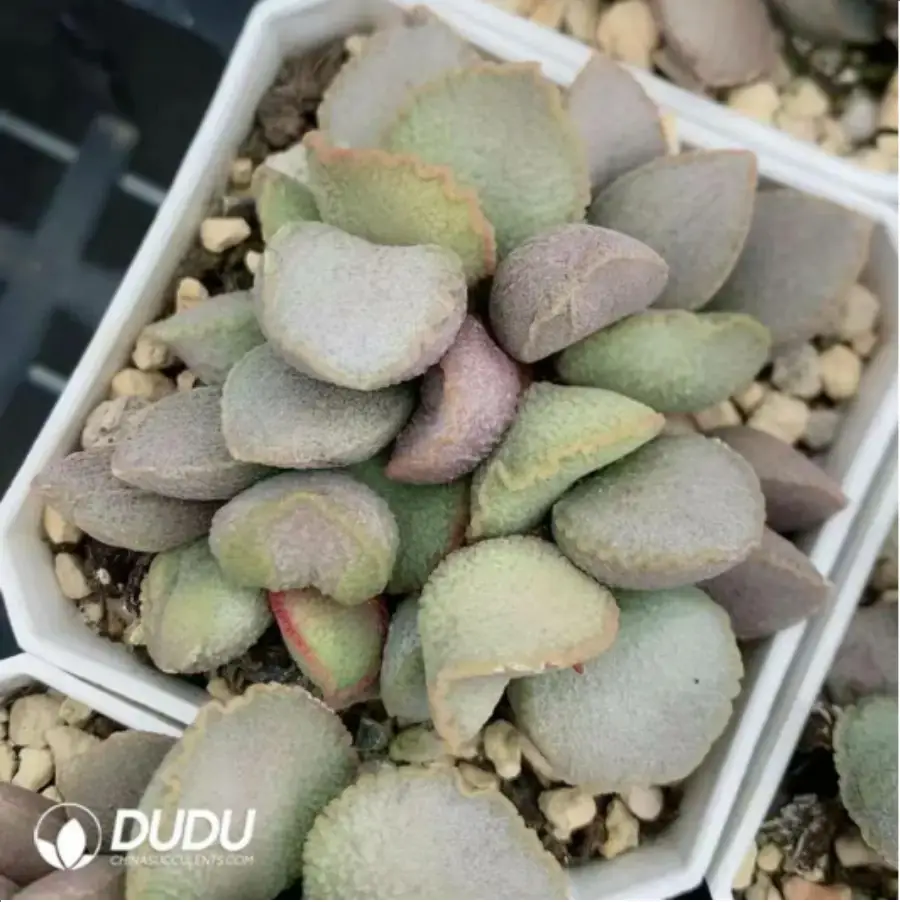 1-2033.webp Adromischus Glass - Image 1