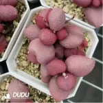 Adromischus Red Apple