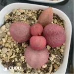 Adromischus Hattori