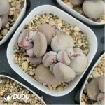 Adromischus Pink Ball Diana
