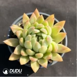 Echeveria Starmusic
