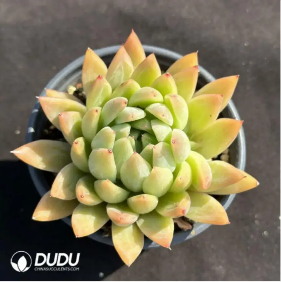 1-2046.webp Echeveria Starmusic - Image 1