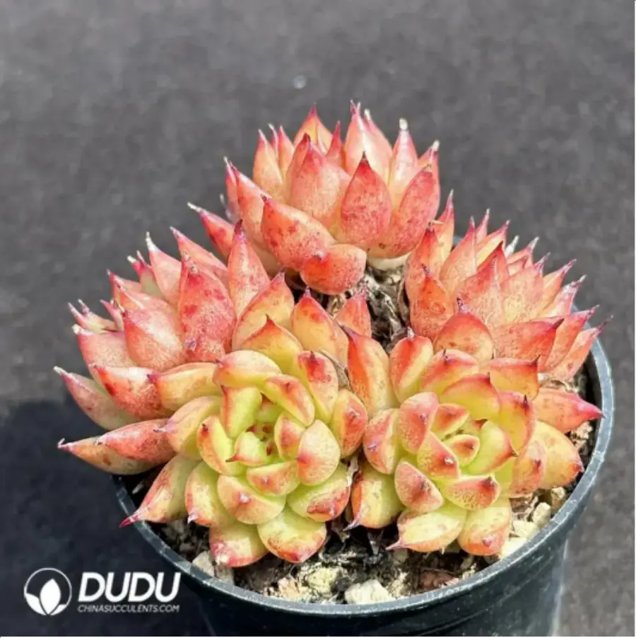 1-2051.webp Echeveria Meteor Shower Clustering - Image 1