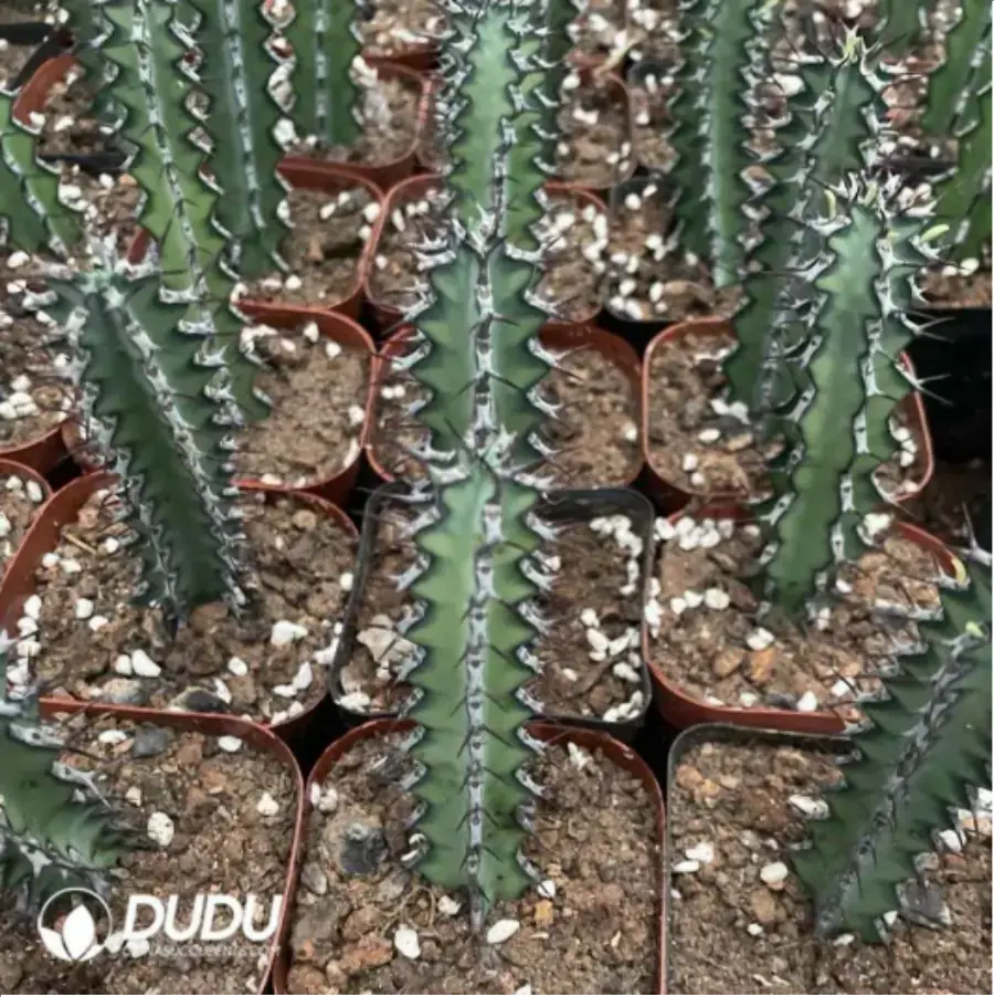 1-2054.webp Euphorbia-zoutpansbergensis - Image 1