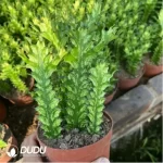Euphorbiaceae-Euphorbia-Trigona Variegated(5PCS)