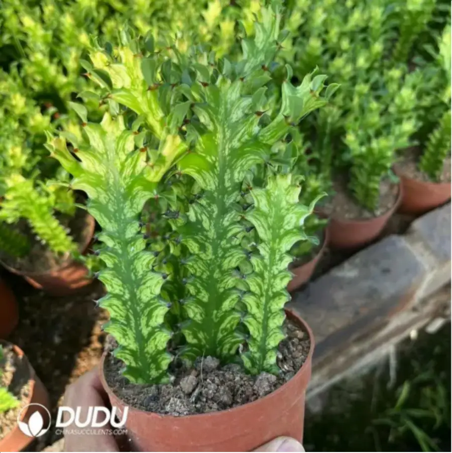 1-2057.webp Euphorbiaceae-Euphorbia-Trigona Variegated(5PCS) - Image 1
