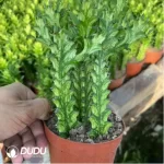 Euphorbiaceae-Euphorbia-Trigona Variegated