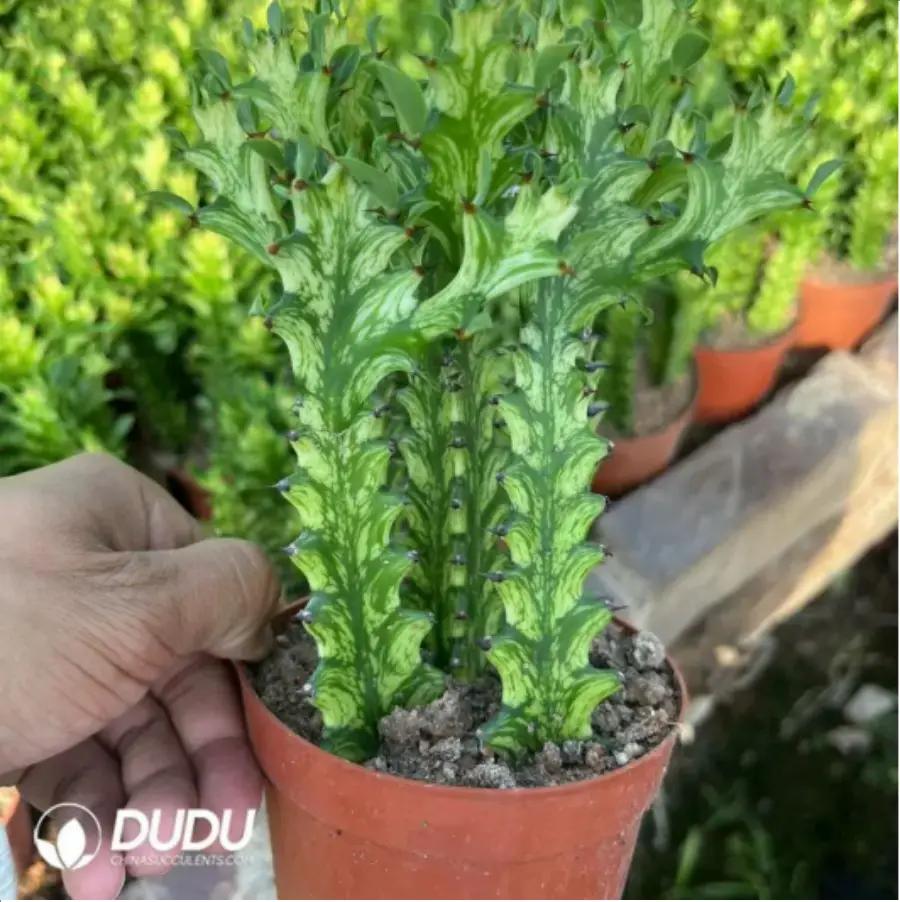 1-2058.webp Euphorbiaceae-Euphorbia-Trigona Variegated - Image 1