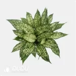 0.3/Pcs Aglaonema 'A024' Seedling(100Pcs??