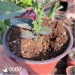 Euphorbiaceae-Monadenium Kirin Variegated(With caudex)