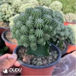 Euphorbiaceae-Euphorbia-Sepulta Clustering(Grafted))