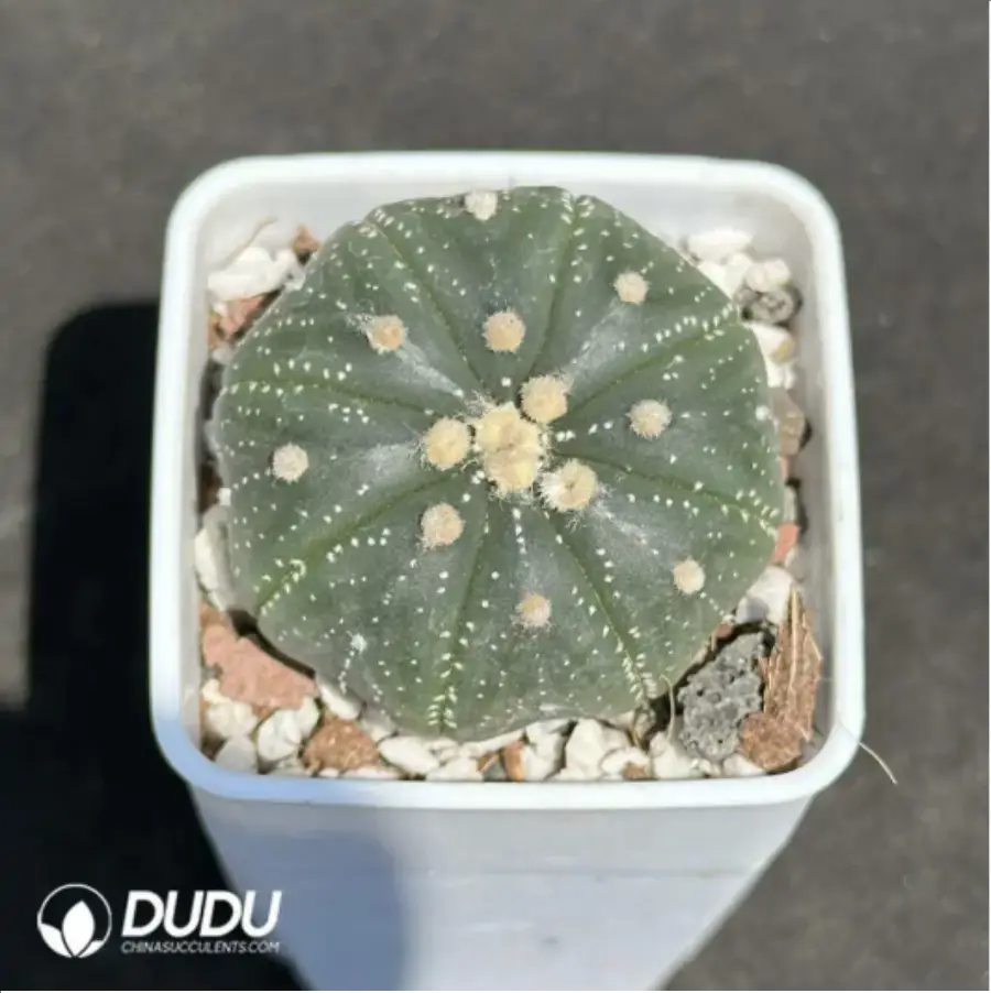 1-2069.webp Cactus-Astrophytum asterias line - Image 1