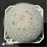 Cactus-Mammillaria albilanata