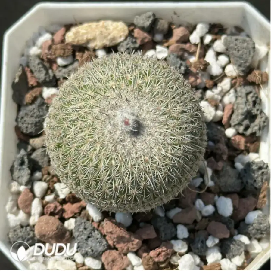 1-2072.webp Cactus-Epithelantha micromeris ssp. unguispina - Image 1