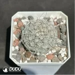 Cactus-Mammillaria schumannii