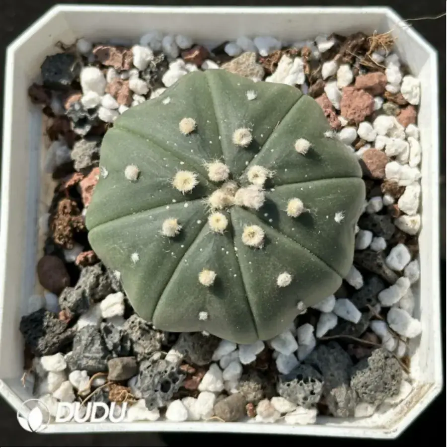 1-2097.webp Cactus-Astrophytum asterias - Image 1