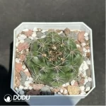 Cactus-Gymnocalycium damsii