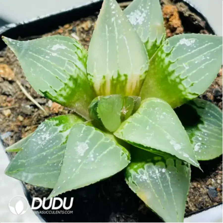 1-21.webp Haworthia Shuten-doji Variegated - Image 1