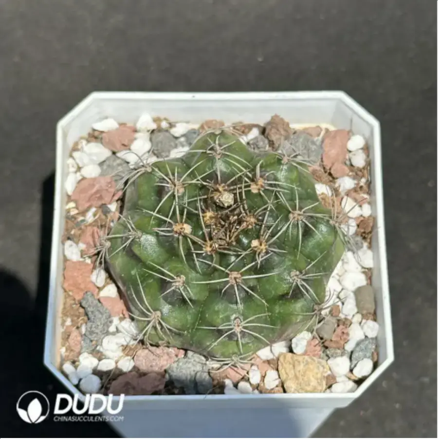1-2100.webp Cactus-Gymnocalycium damsii - Image 1
