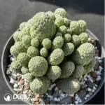 Cactus-Sulcorebutia callecallensis Clustering