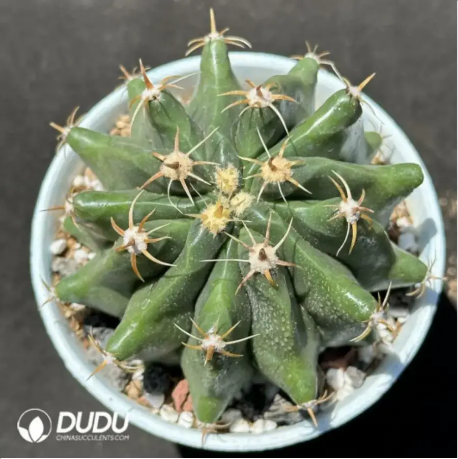 1-2106.webp Cactus- Cactaceae;Fero F. peninsulae - Image 1